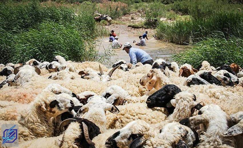 صادرات پشم سفید همچنان ممنوع است/ با مازاد پشم مواجهیم